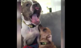 网红狗哥爆料吃瓜,揭秘娱乐圈吃瓜大事件！